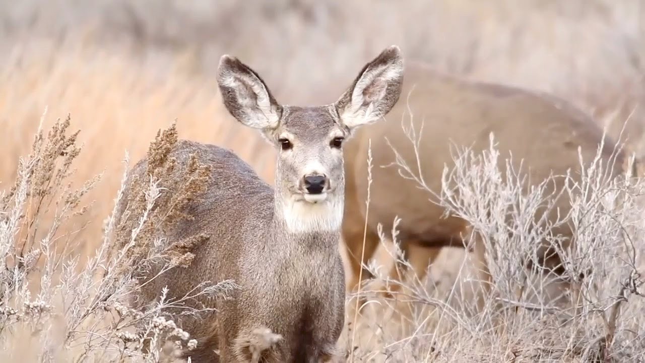 North Dakota Increasing Number Of Deer Hunting Licenses YouTube