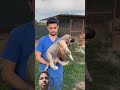 #kangal#dog #shortvideo #