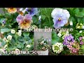 【寄せ植え】パンジービオラの寄せ植えづくり🌼【ガーデニング】