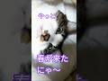 【猫動画】ようやく湯タンポが要らなくなりました😽😽😽😽😽