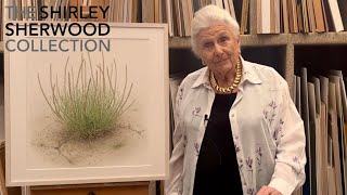Dr Shirley Sherwood Presents: 'A Certain Place in Iwate', Seaside Arrowgrass, by Mitsuko Kurashina.