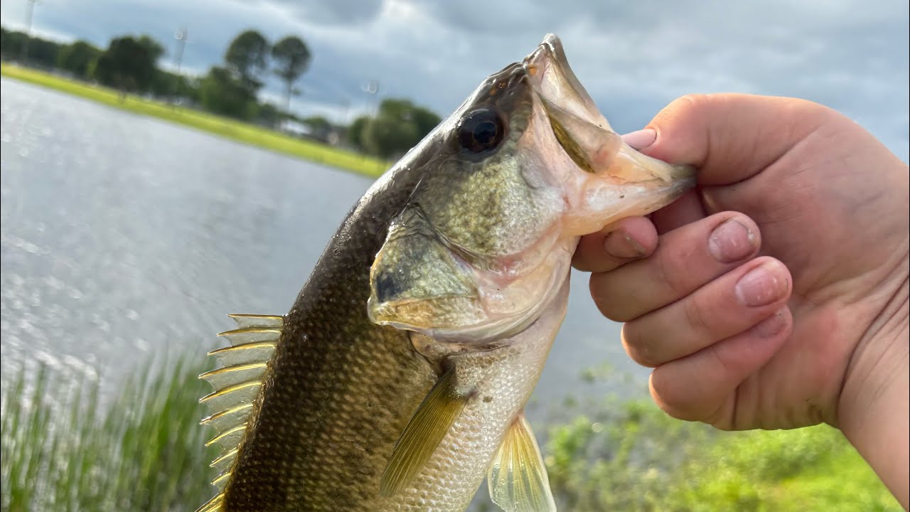 (First video ever‼️) Spring post spawn bass fishing east Texas