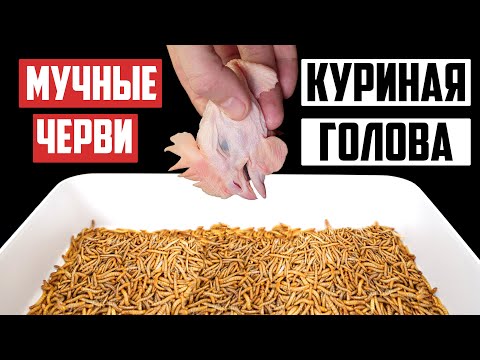 Видео: Как фармить мучных червей