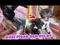 COMO ESTÃO OS FILHOTES DA MINHA GATA SPHYNX COM 1 MÊS DE VIDA