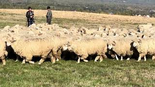 Turma de oi Bale la coborâtu’ oilor de la munte  Negresti Oas