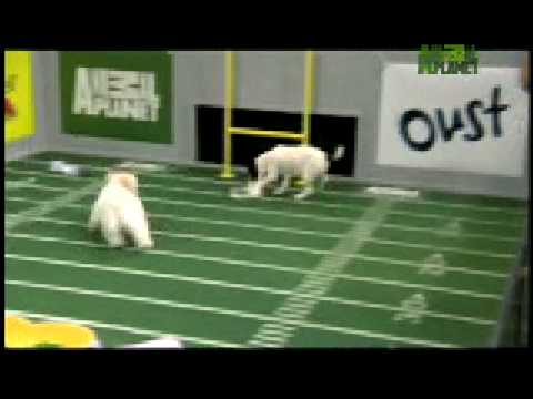 Puppy Bowl Classic: Puppy Play