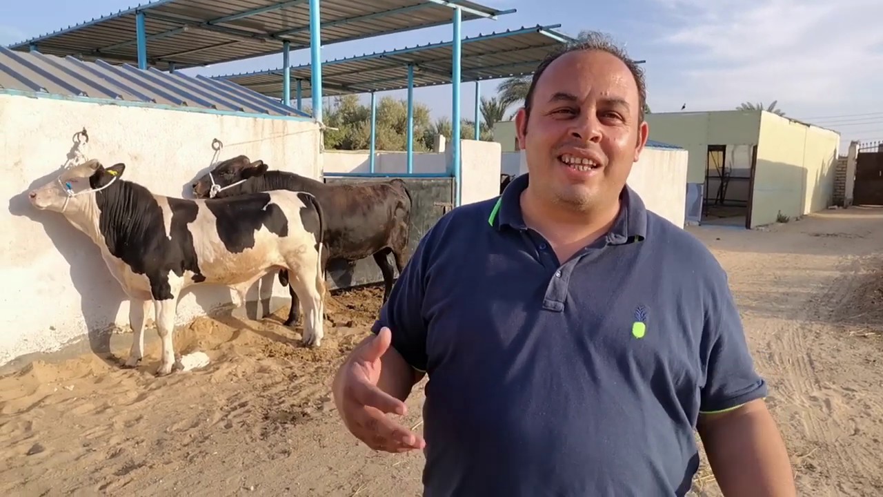 فن تغذية عجول التسمين و الأعلاف البديلة