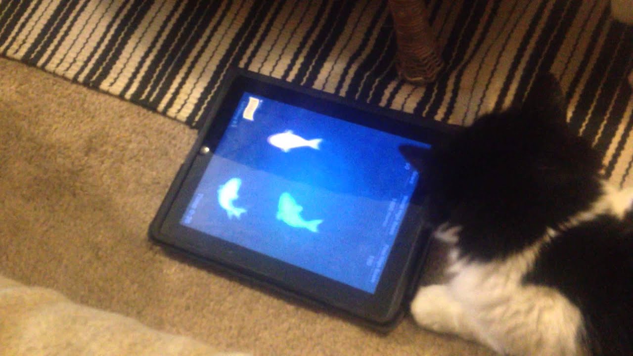 Cats playing with iPad - YouTube