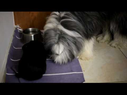 Sophie and Bonnie eating together!