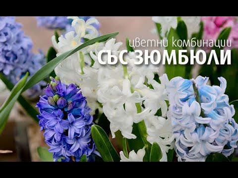 Видео: Можете ли да презасадите луковици на зюмбюл?