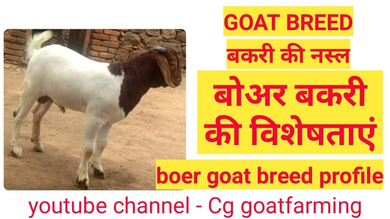बोअर बकरियों की विशेषताएं । Boer goat breed profile in hindi । Bakri