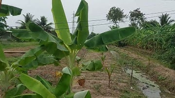 Đất xã thân cửu nghĩa.CT.Tiền Giang.dt 16x50 giá 1ty6.lh 0931555687