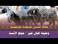 سلالة الدمان موجودة بالرشيدية وعليها إقبال كبير شوفو الأثمنة mp3