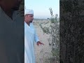 شجرة اللوز العريشي وتحويلها لشجرة خوخ بالتطعيم