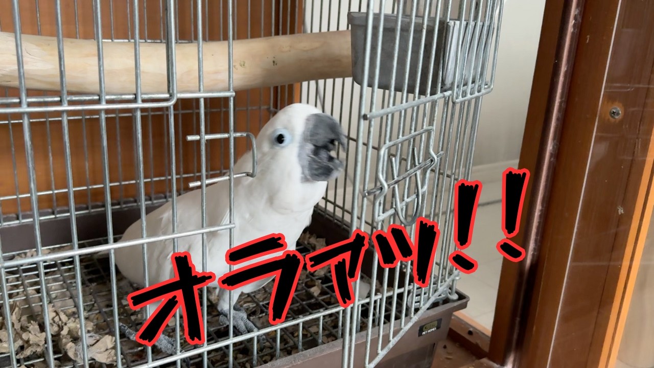 Why Parrot Cages Must Be Stainless Steel [The Destroyer] - YouTube