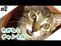 #2【吾輩】猫と暮らし始める【猫】