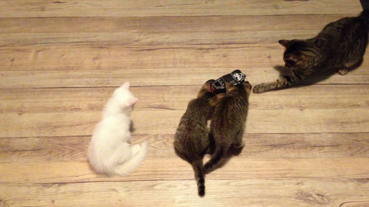 Машины для cats