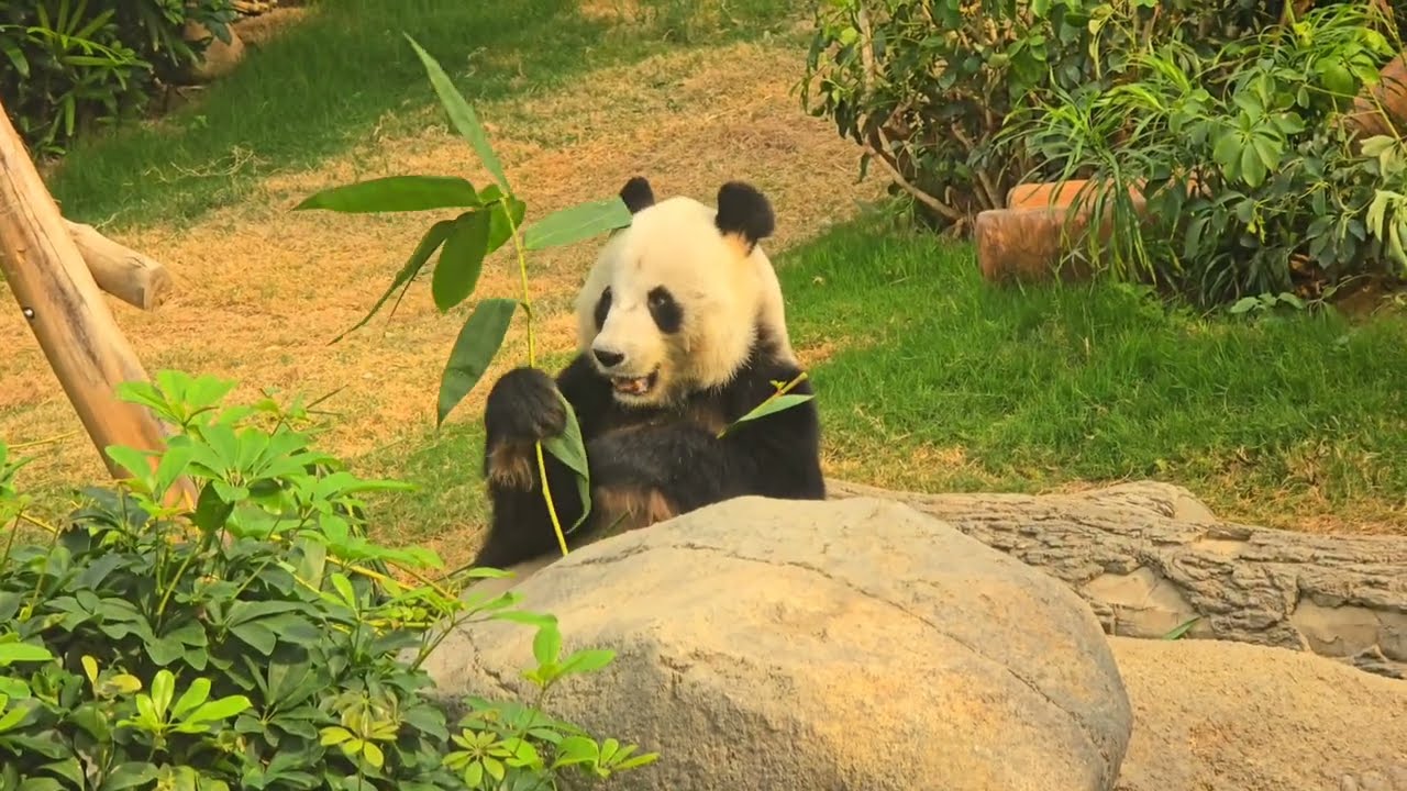  Pandas in Hong Kong! An Adventure at Ocean Park (Jia Jia & De De) 🇭🇰 