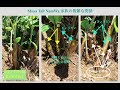 20180612 Musa Tall NamWa 通根ルートラップポット植えなのでそのまま土中にも他の鉢にも植え込みできます 2a