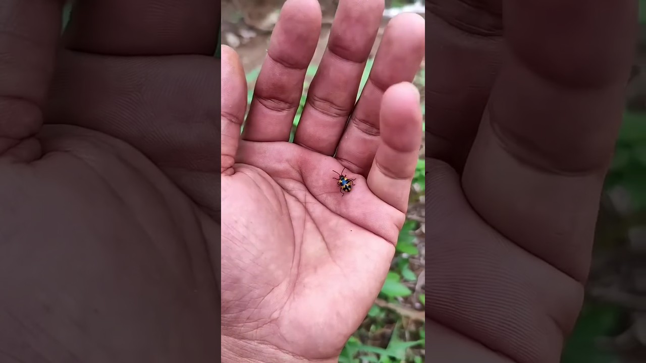 Представляем «VitaWear SmartBand» — носимое устройство нового поколения.