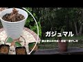 ガジュマルの植え替え方・剪定方法・増やし方