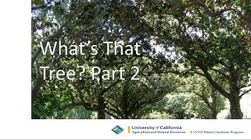 Tree Identification Part 2