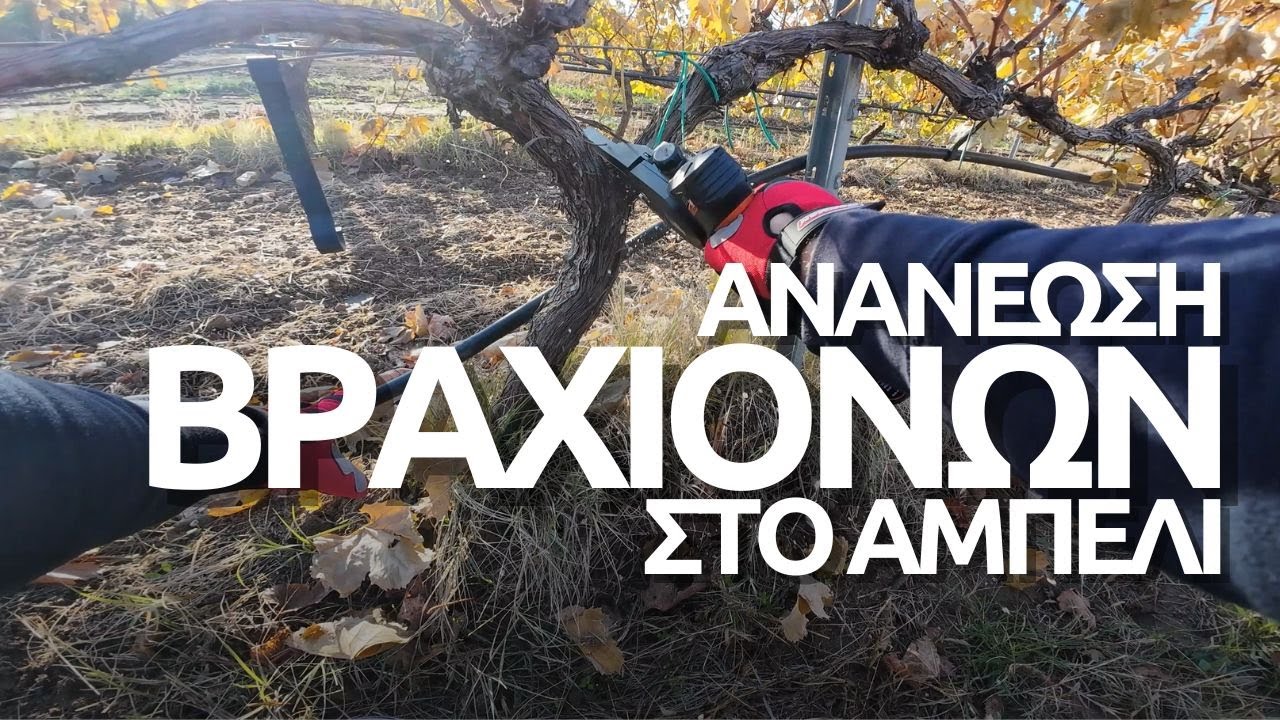 Μετατροπή ΧΑΜΗΛΟΥ Αμπελιού Σε ΥΨΗΛΗ Διαμόρφωση Με Ανανέωση Βραχιόνων (POV οδηγός Βήμα - Βήμα)