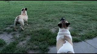 Hunde und Drohne #animals #dog #dogs #drone #frenchbulldog #canecorso #funny #funnyvideo