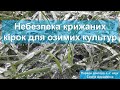 Небезпека крижаних кірок для озимих культур