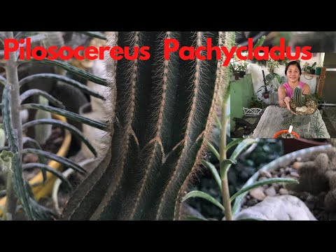 Vidéo: Pilosocereus à Tête Blanche