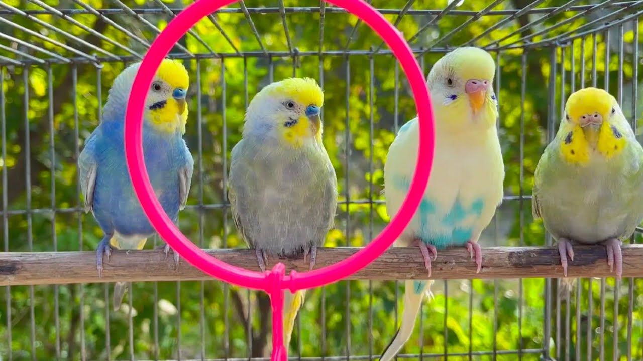 8 Hour Happy Singing & Eating Parakeet Budgies Birds | Calming Companion for Lonely & Quiet Birds