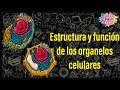 Estructura y función de los organelos celulares