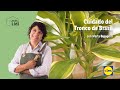 Cuidado del Tronco del Brasil 🌴🎋| El Jardín De Lidl | Lidl España