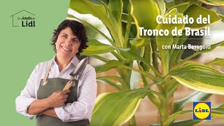 Cuidado Del Tronco De Brasil El Jardín De Lidl Lidl España