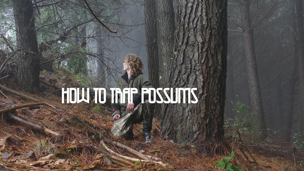 How to Trap Possums Hunting New Zealand YouTube