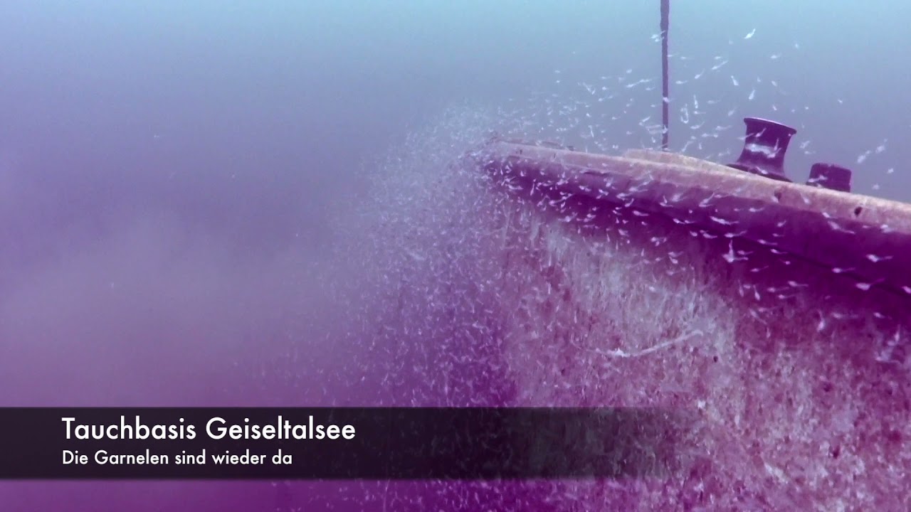 Garnelen / Tauchbasis Geiseltalsee