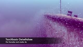 Garnelen / Tauchbasis Geiseltalsee Garnelen / Tauchbasis Geiseltalsee