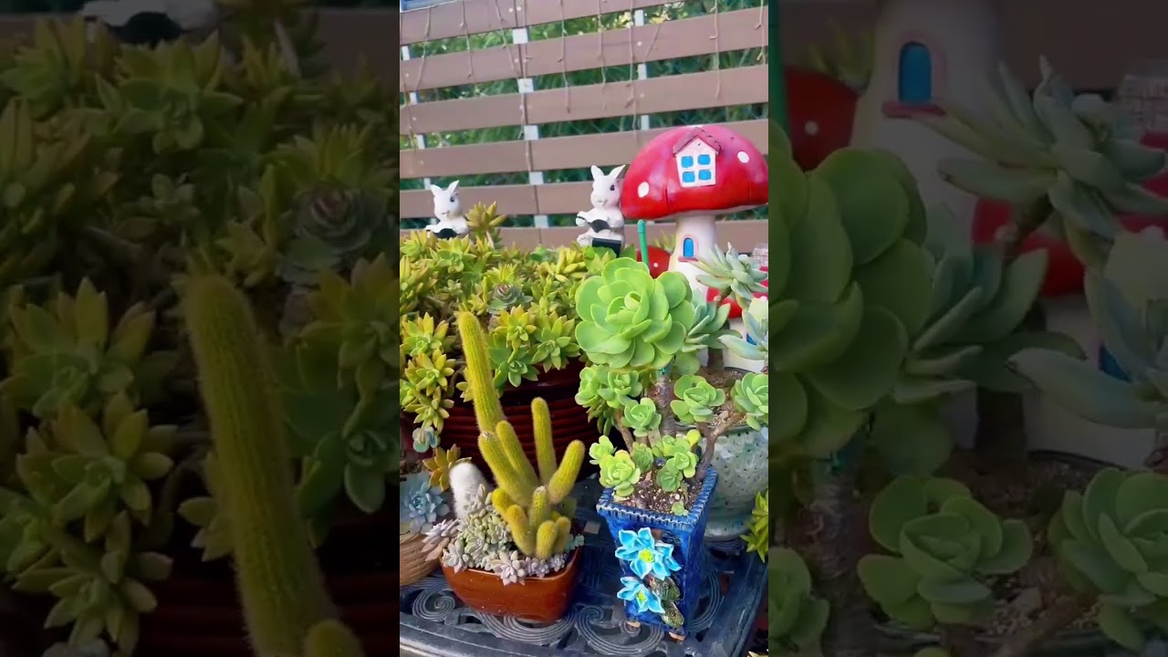 缺口盆種多肉 露養 120多盆 碧桃 德雷 秋麗 銘月 雅楽之舞 美娜 青蘋果 朧繡 烈火玫瑰 可愛玫瑰 千代田之松 萊卡錦 紫珍珠 紫蠍 金艷 琳達珍 安格斯 紫樂 白鳳 小叮噹錦  無法全部寫入