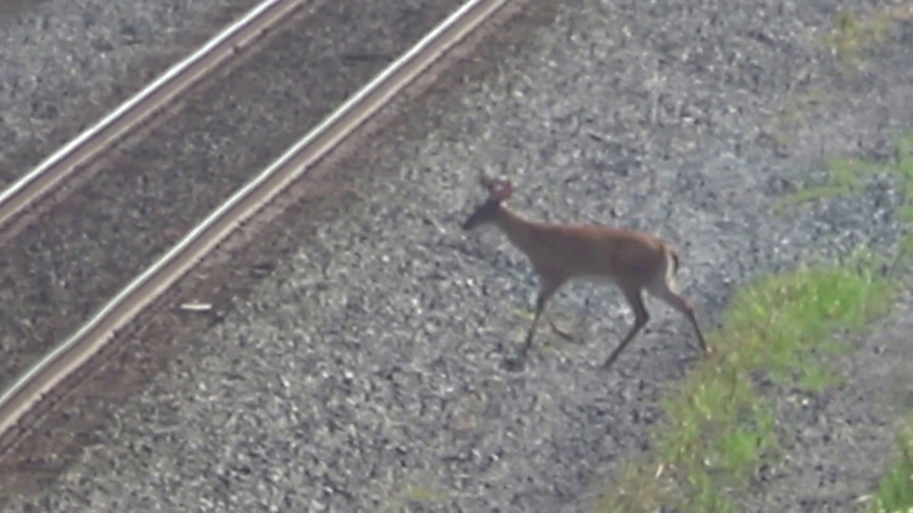 bnsf 5729 Two Young Deer Cross The Train Tracks