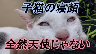 子猫の寝顔が天使…じゃなくて白目　チロ編