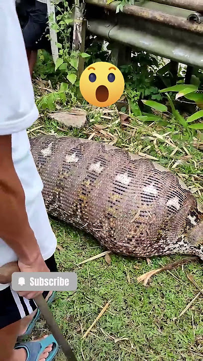 SHOCKING! Giant Python Swallows a Whole Cow in Camba, South Sulawesi 🐍😱