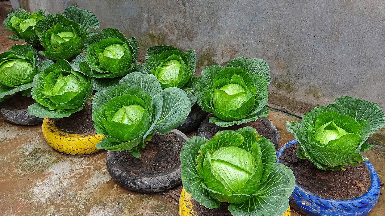 Growing cabbage in tires is easy for beginners and highly productive