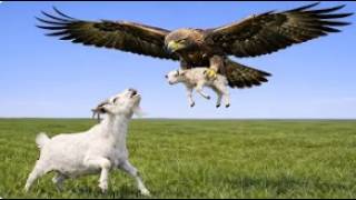 Bald eagle attacks wild mother goat and kid — Shocking outcome for everyone | Emotional rescue Profile