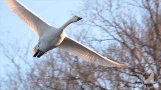 Birds/ 鳥たちの飛翔