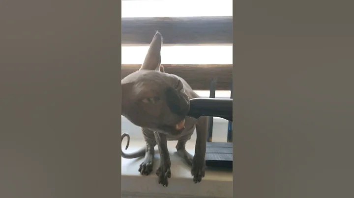 Watch the video about Sphynx cat Canadian sphynx Cat Grey