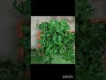 WATER MELON 🍈🍈 BEGONIA PLANT ☘️☘️☘️@ SA _ GARDEN