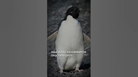 Пингвины занимаются проституцией  - интересные факты о птицах