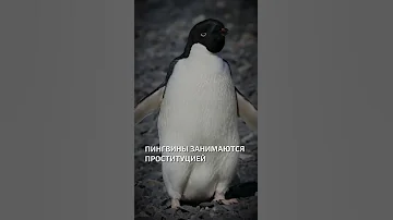 Пингвины занимаются проституцией  - интересные факты о птицах