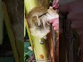 مفاجأة شجرة الموز السحرية! 🍌 @SpiderSlack