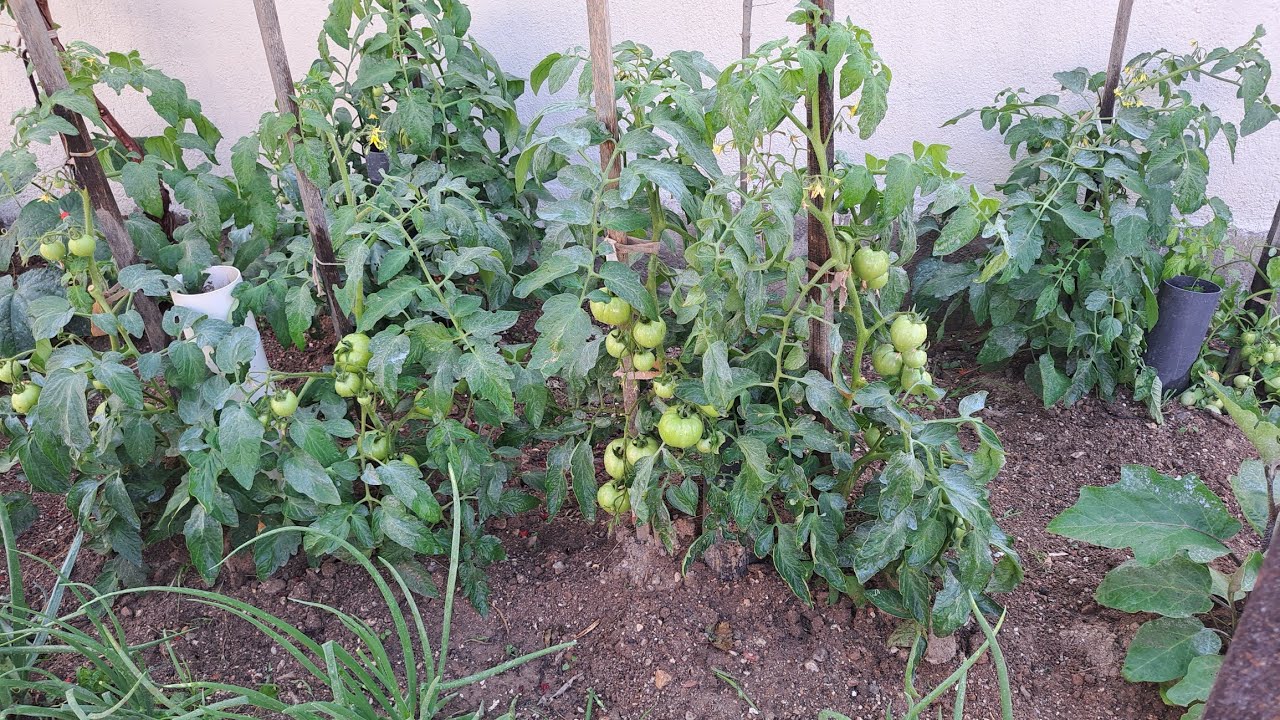 Κλάδεμα ντομάτας, πότισμα με λίγο νερό και σκάλισμα.